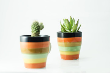 cactus isolate and cup for decorate