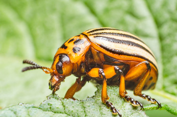 Colorado potato beetle eats potato leaves, close-up
