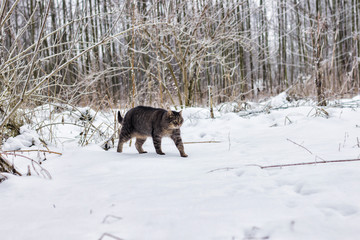 Fototapeta premium cat in the village in winter
