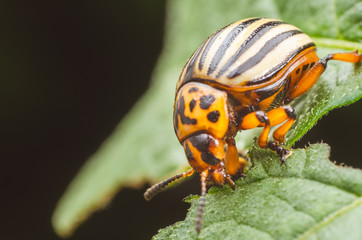 Colorado potato beetle eats potato leaves, close-up