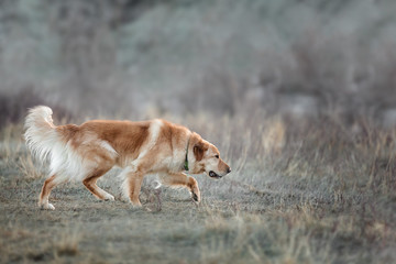 Golden Retriever Stalking