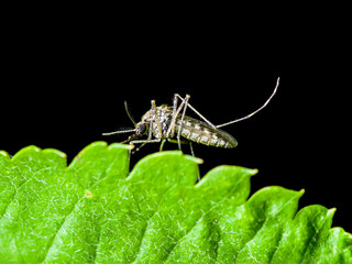 Yellow Fever, Malaria or Zika Virus Infected Mosquito Insect Macro Isolated on Black Background