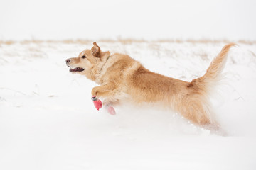 Dog running in winter in boots