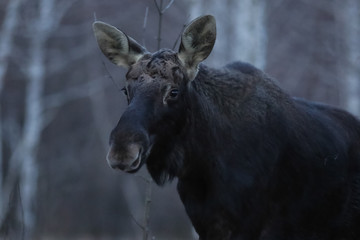 elk, animal, deer, mammal, nature,