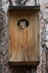 squirrel, hollow, birdhouse, tree, house