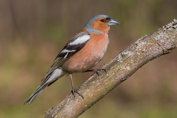 finch, bird, nature, wildlife, animal