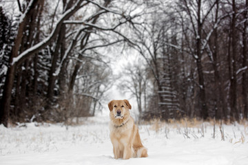 Dog framed by trees