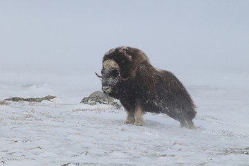 Wild Musk Ox in winter, mountains in Norway, Dovrefjell national park