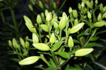 Green plant at night.