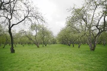 Beautiful apple tree garden