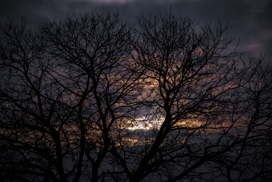 Baum im Abende Himmel © Uta