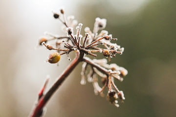 Frozen bush trunk, winter background, macro