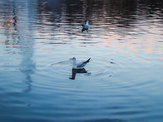 Seagull on the water at dusk, in winter.