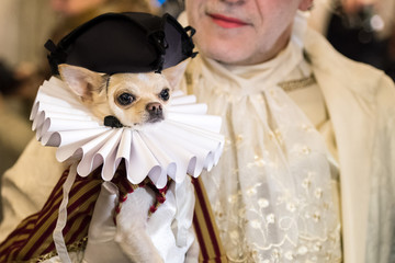 Chiwawa dressed in a vintage dress of the 
Renaissance age with black triangular hat and gorgiera. It is in his master's arm, also in vintage dress