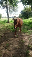 cheval alezan nature 