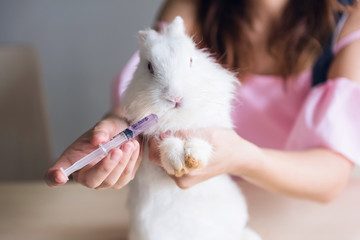 feed liquid medicine to white bunny