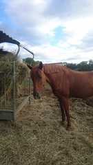 cheval &eacute;quitation alezan foin 