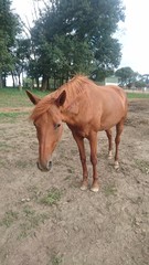 cheval &eacute;quitation alezan 
