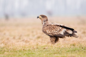 Juvenile White-tailed eagle