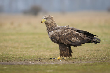 Adult White-tailed eagle