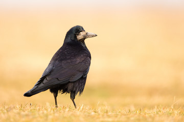 Rook in natural light