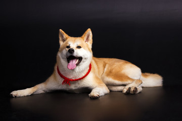 Akita inu on black background