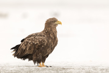 White-tailed eagle in snowy landscape
