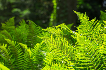 Juicy greens of the fern