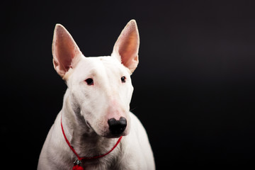 White bullterrier on black background
