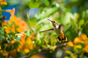 Scintilant Hummingbird - female