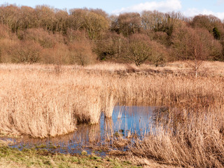 close up view of reeds outside growing in marshland nature reserve pool