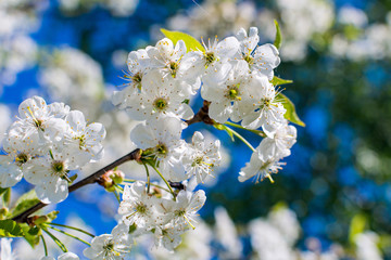 Flowering cherry tree in spring