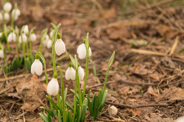 Snowdrops grow in the forest on sunny day