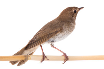 nightingale