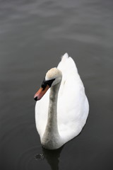 Obraz premium Swans are birds of the family Anatidae within the genus Cygnus.