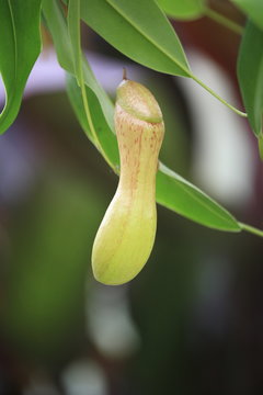 Nepenthes, also known as tropical pitcher plants