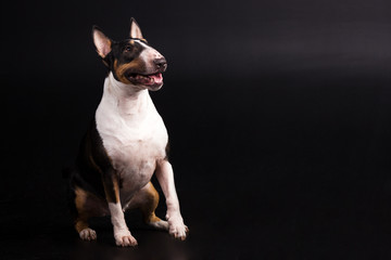 Three-coloured bullterrier on black background