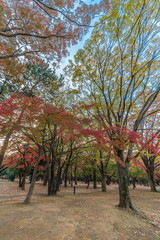 Momiji (maple tree) Autumn colors, fall red foliage carpet sunset at Yoyogi Park in Shibuya ward, Tokyo, Japan