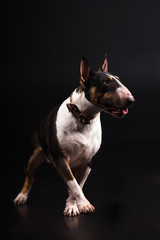 Three-coloured bullterrier on black background