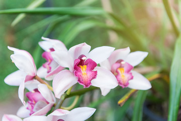 Orchids flower in flower garden with sunlight