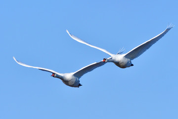 Fliegende Höckerschwäne in der Morgensonne