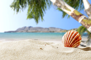Fototapeta na wymiar summer sand and shell with beach landscape 