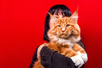 Red and white maine coon kitten in arms of girl on red background.