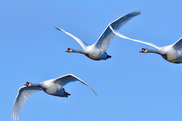Fliegende Höckerschwäne in der Morgensonne