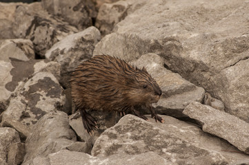 Muskrat