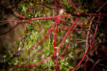 Red branches