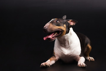 Three-coloured bullterrier on black background