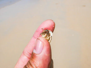 hermit crab small body In the hands of men