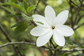 white flower blossom