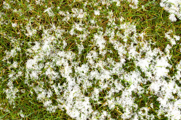 Mid-high lawn with snow texture. Park lawn texture. Top view, overhead shot. Grassplot surface...